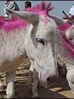 دادگاه لاهور برای الاغ ها هم قضاوت می کند