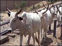 حیوانات خیابان گرد هم دستگیر می شوند!
