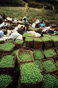 زنان؛ محور  توسعه پایدار